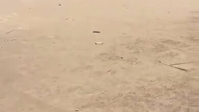 موتوسيكلات داخل فناء مدرسة بشبرا الخيمة.. تعليم القليوبية يضرب بيد من حديد بعد فيديو «الاحتفال الصادم»