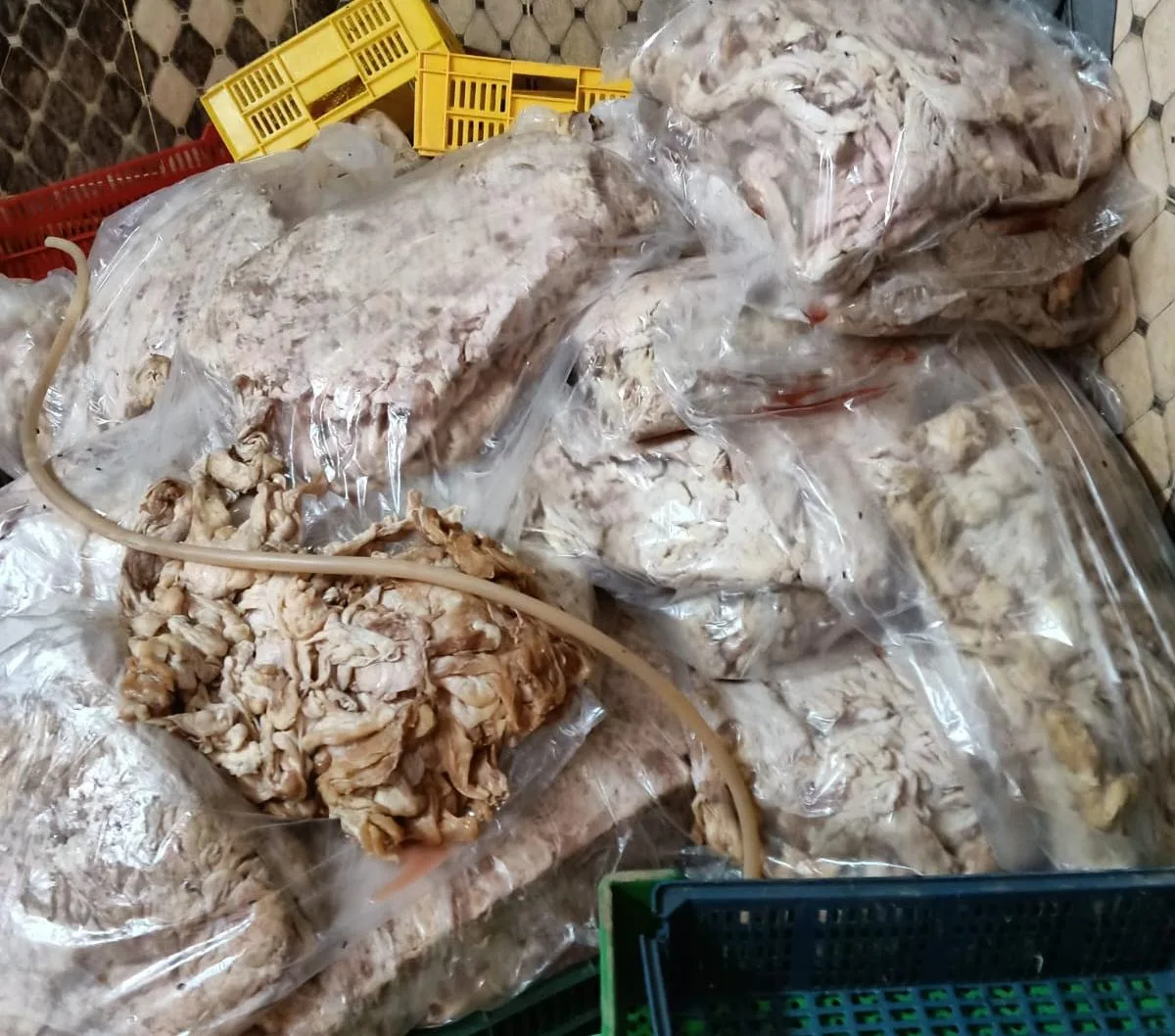 الطب البيطري بالقليوبية في حالة استنفار كامل استعدادًا لعيد الأضحى.. وضبط 2 طن دواجن ودهون غير صالحة للاستهلاك الآدمي