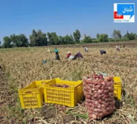 حصاد البصل بالقليوبية.. موسم الخير يبدأ في الحقول وأسعار القنطار اقل من العام الماضي