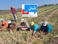 حصاد البصل بالقليوبية.. موسم الخير يبدأ في الحقول وأسعار القنطار اقل من العام الماضي