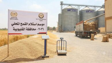 تموين القليوبية: تجاوزنا 93.5 ألف طن في توريد قمح