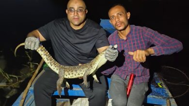 نهاية لغز تمساح الحصافة.. ضبطه بعد يومين من أعمال البحث والتمشيط بشبين القناطر