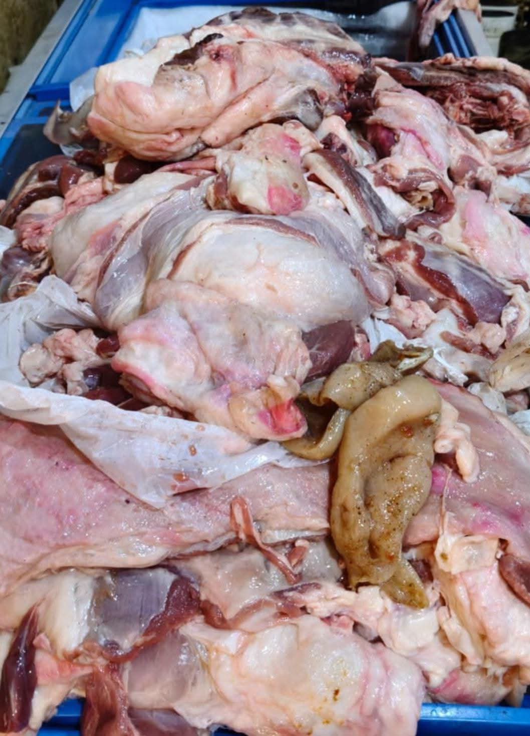 بيطري القليوبية يكشف واقعة حقن الدواجن بالمياه ويصادر طنًا وربعًا من المضبوطات بيطري القليوبية يكشف واقعة حقن الدواجن بالمياه ويصادر طنًا وربعًا من المضبوطات