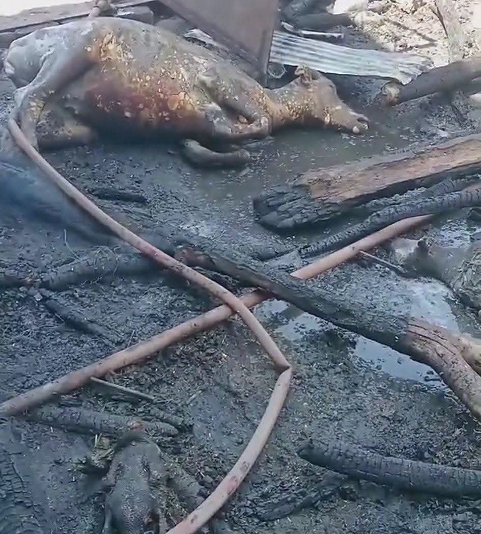 حريق خلال صلاة الجمعة يلتهم 6 رؤوس ماشية وعددًا من الأغنام والطيور في طوخ