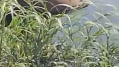 حقيقة ظهور تمساح في ترعة الإسماعيلية بشبرا الخيمة.. فيديو متداول يثير الجدل
