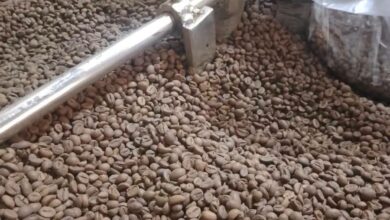 قبل طرحه بالأسواق.. صحة القليوبية تضبط طنًا من البن المغشوش داخل مخزن غير مرخص