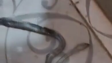 خروج ثعبان من قاعدة الحمام يفزع أسرة في مسطرد.. والواقعة تتصدر مواقع التواصل خروج ثعبان من قاعدة الحمام يفزع أسرة في مسطرد.. والواقعة تتصدر مواقع التواصل