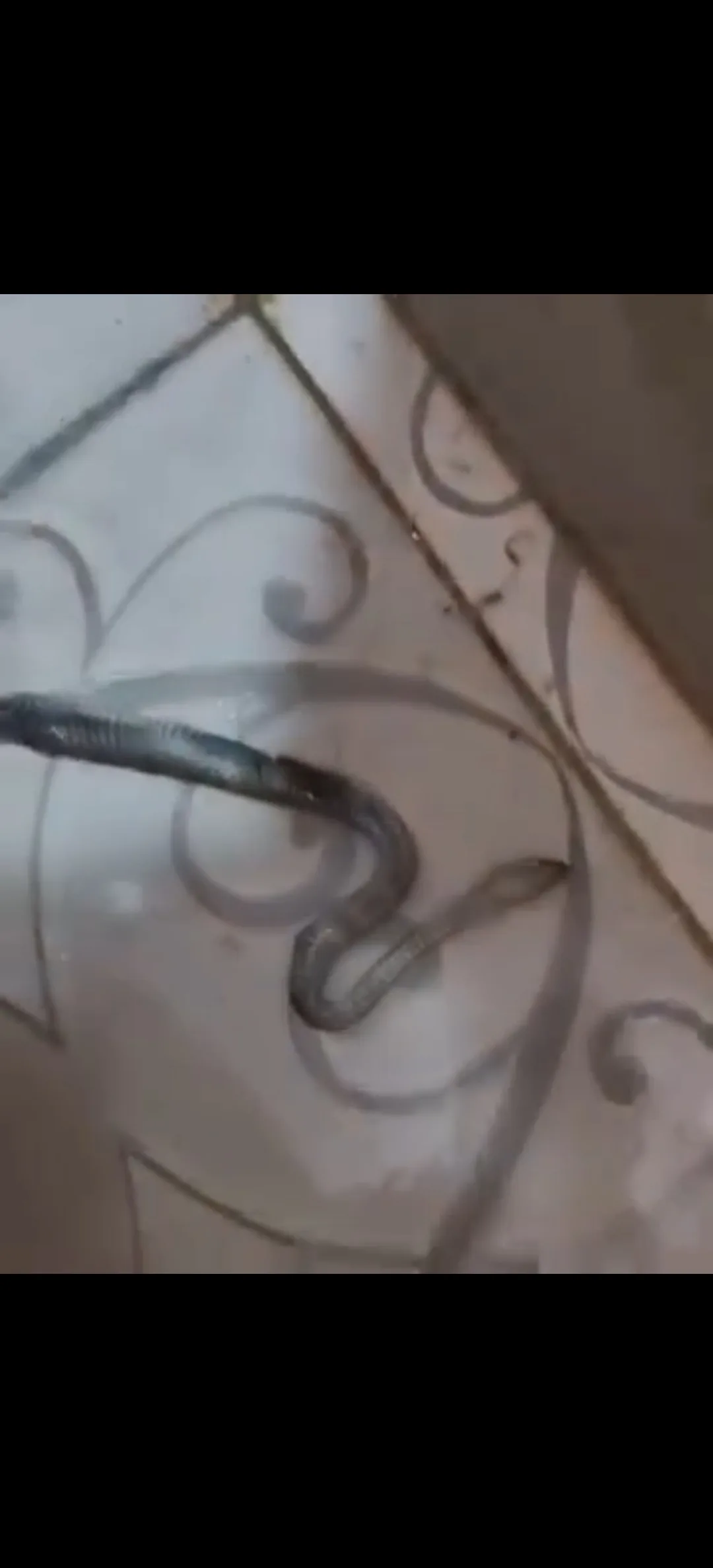 خروج ثعبان من قاعدة الحمام يفزع أسرة في مسطرد.. والواقعة تتصدر مواقع التواصل خروج ثعبان من قاعدة الحمام يفزع أسرة في مسطرد.. والواقعة تتصدر مواقع التواصل