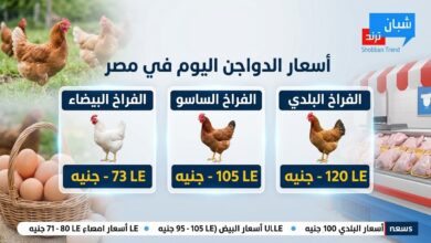 أسعار الدواجن اليوم الثلاثاء 25 أغسطس 2026.. استقرار الفراخ البيضاء