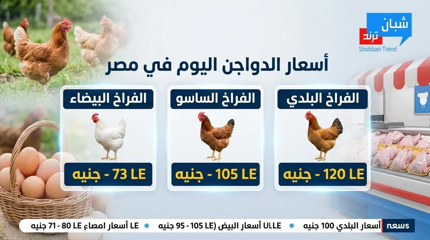 أسعار الدواجن اليوم الثلاثاء 25 أغسطس 2026.. استقرار الفراخ البيضاء