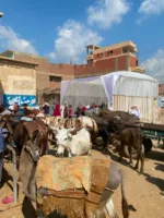 جامعة بنها تنظم قافلة بيطرية مجانية بقرية عرب العليقات بالخانكة