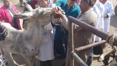 جامعة بنها تنظم قافلة بيطرية مجانية بقرية عرب العليقات بالخانكة
