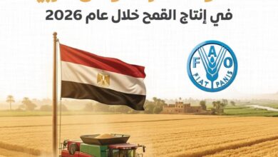 مصر تتربع على عرش القمح عربيًا.. 10.2 ملايين طن إنتاج متوقع في 2026