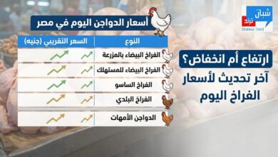ارتفاع أم انخفاض؟.. آخر تحديث لأسعار الفراخ اليوم في مصر
