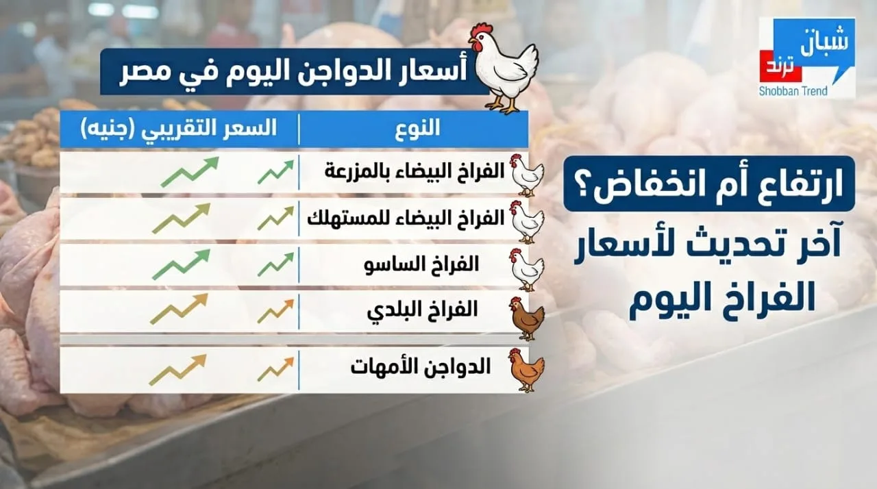 ارتفاع أم انخفاض؟.. آخر تحديث لأسعار الفراخ اليوم في مصر