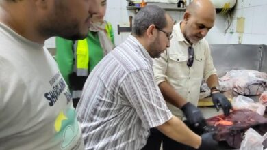 ضربة جديدة لتجار اللحوم المخالفة.. ضبط 780 كيلو في شبرا الخيمة