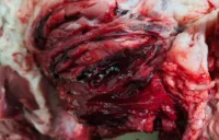 شنت مديرية الطب البيطري بالقليوبية حملة مكبرة.. ضبط 150 كجم لحوم غير صالحة بالعبور