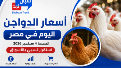 أسعار الدواجن اليوم الجمعة 4 سبتمبر 2026.. استقرار نسبي بالأسواق أسعار الدواجن اليوم الجمعة 4 سبتمبر 2026.. استقرار نسبي بالأسواق
