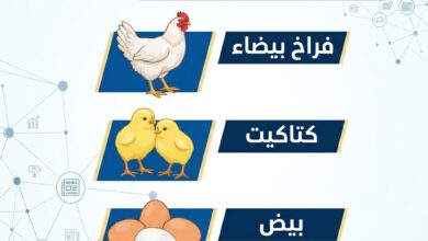 أسعار الدواجن اليوم الثلاثاء 20 أكتوبر 2026 في مصر.. تراجع الفراخ البيضاء والساسو في الأسواق