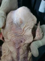 حملات مستمرة ومكثفة للحفاظ على صحة وسلامة المواطنين وغذائهم من مديرية الطب البيطري بالقليوبية بالاشتراك مع هيئة سلامة الغذاء بالقليوبية وحى غرب شبرا الخيمة 