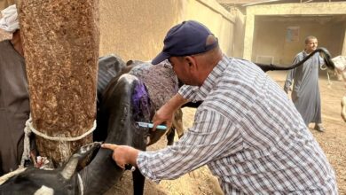 958 حالة باطنة و2150 حالة دواجن.. قافلة بيطرية مجانية بالحصة في القليوبية لتخفيف الأعباء عن الفلاحين