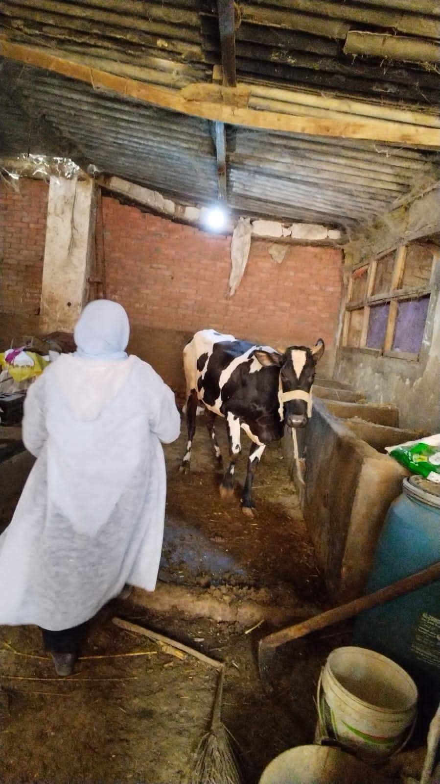 بيطري القليوبية يطلق حملة لتحصين الأبقار ضد الجلد العقدي والمجترات الصغيرة ضد الطاعون بيطري القليوبية يطلق حملة لتحصين الأبقار ضد الجلد العقدي والمجترات الصغيرة ضد الطاعون