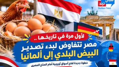 لأول مرة.. البيض المصري يطرق أبواب ألمانيا ويفتح سوقًا جديدة أمام الإنتاج المحلي